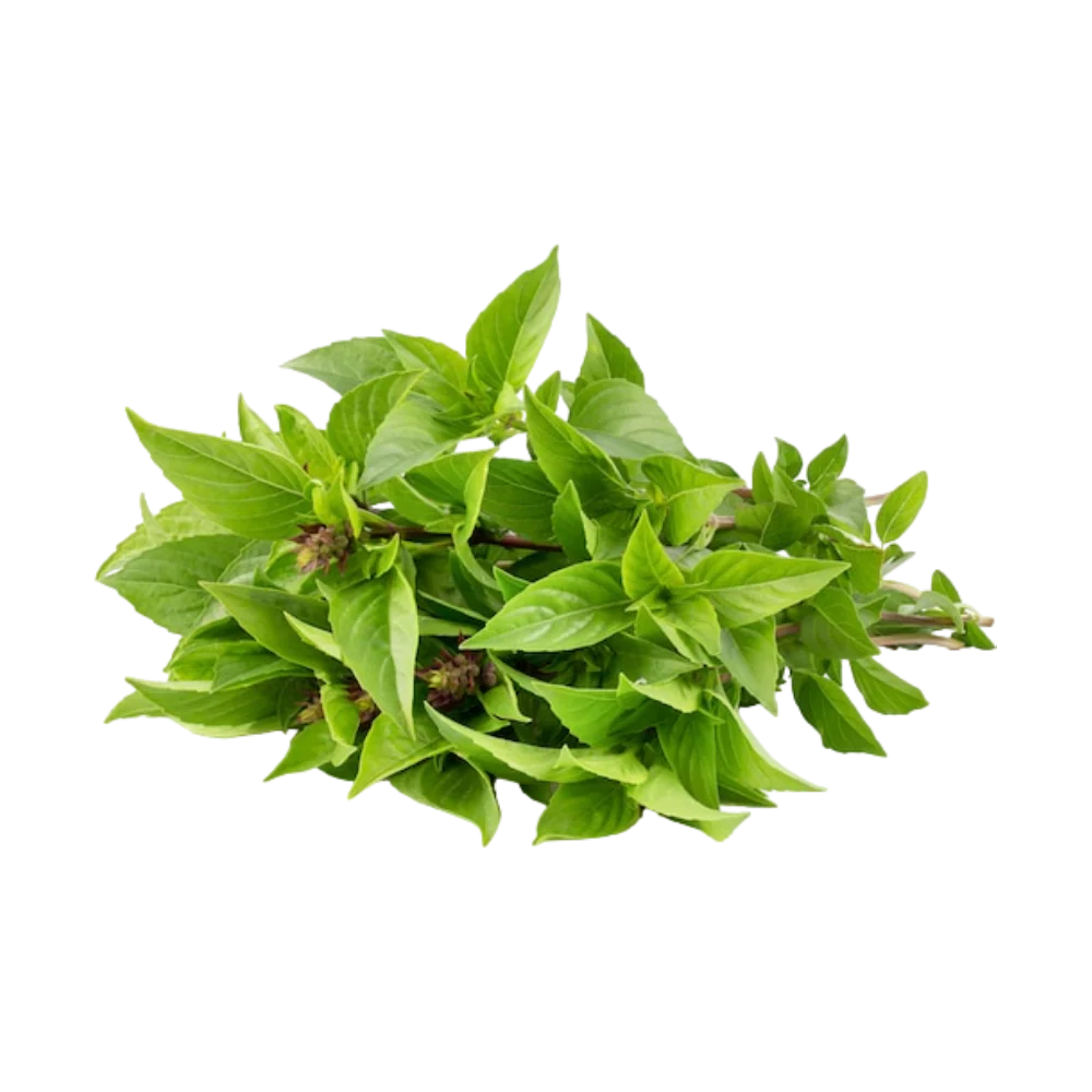 Basil (Hung Que) 100G