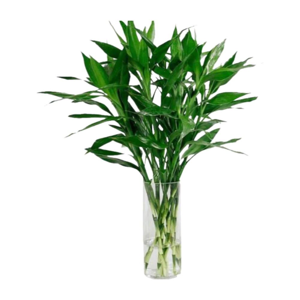 Big Lucky Plant Unit (Cay Phat Tai) [3 Branches/Cành per Bundle/Bó]