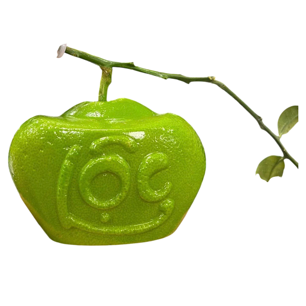 Buoi Ho Lo