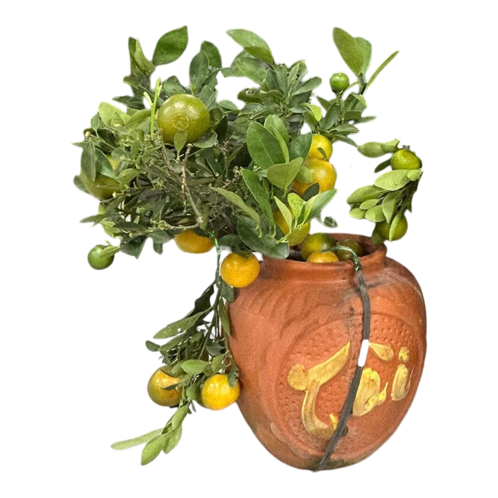 Kumquat Plant Small (Cay Quat Chum)