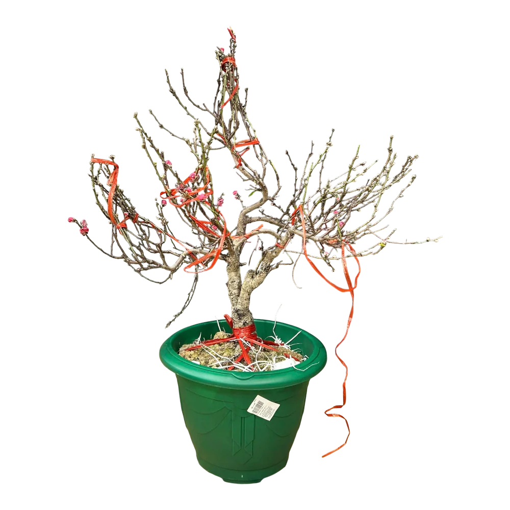 Peach Blossom Pot - Hoa Dao Chau