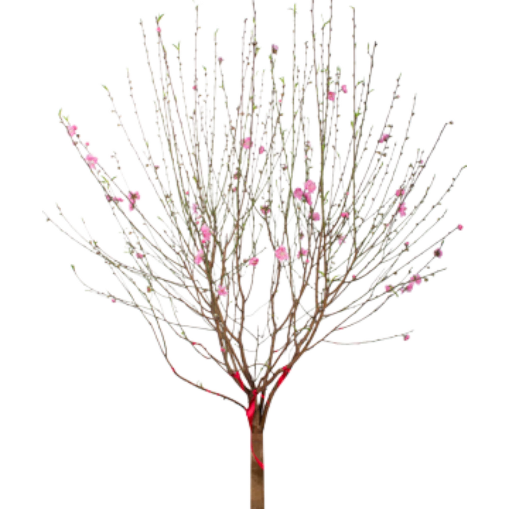 Peach Blossom (Big) - Hoa Dao