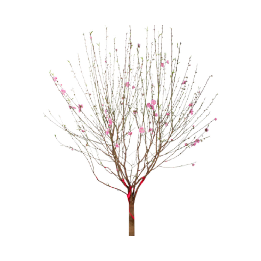 Peach Blossom (Medium) - Hoa Dao