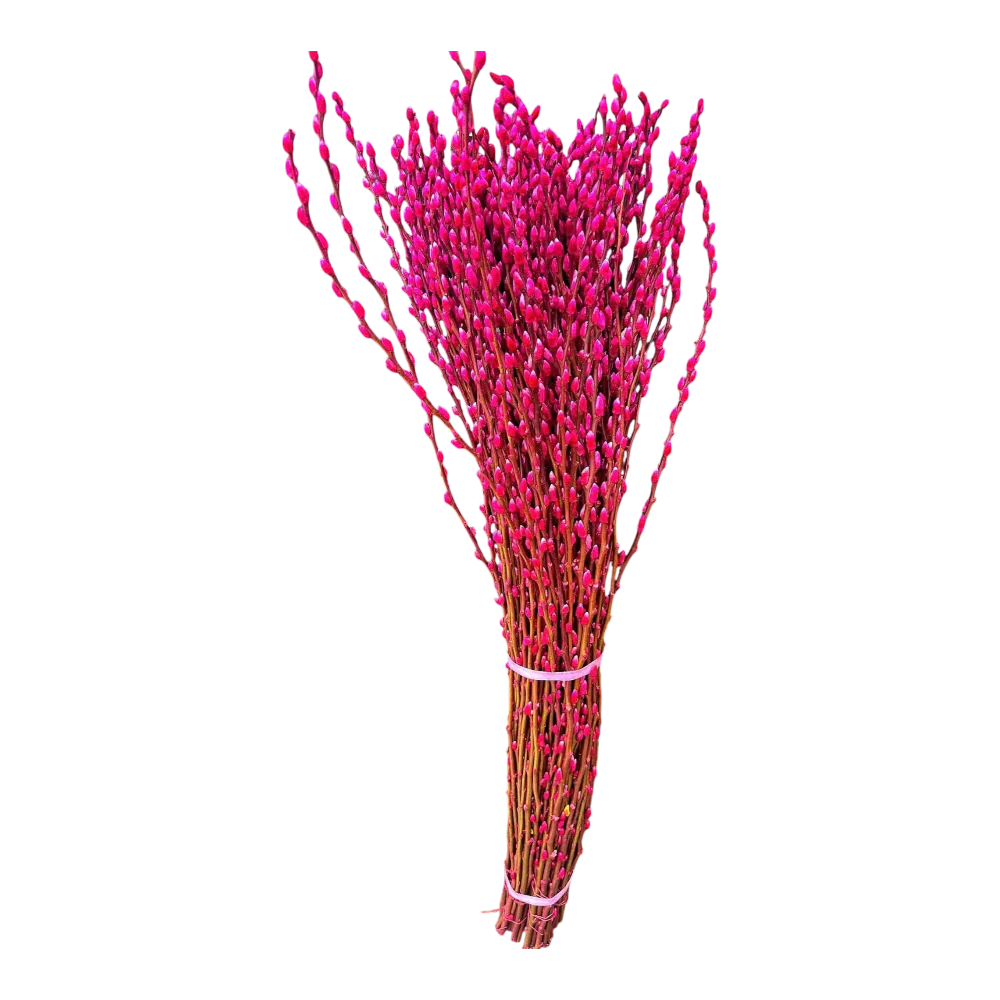 Pink Salix Caprea (Tam Xuan Tim Hong) [10 Branches/Cành per Bundle/Bó]