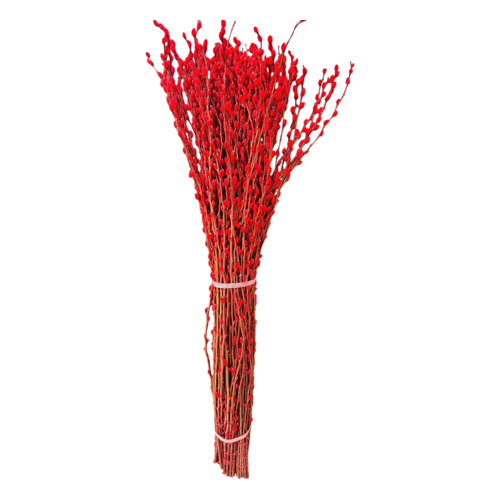 Red Salix Caprea (Tam Xuan Do) [10 Branches/Cành per Bundle/Bó]