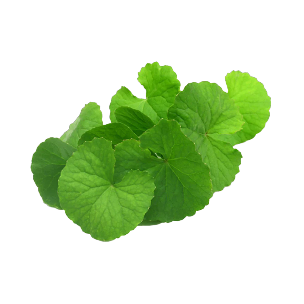 Water Pennywort (Rau Ma) 100G