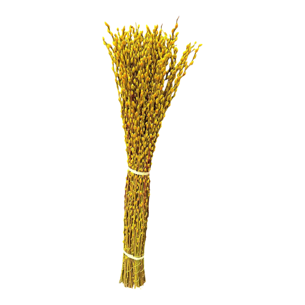 Yellow Salix Caprea (Tam Xuan Vang) [10 Branches/Cành per Bundle/Bó]